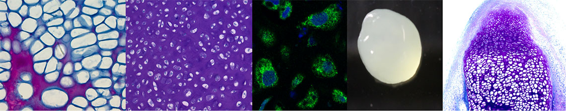 stem cell images