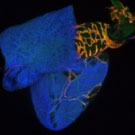 Confocal image related to heart disease research