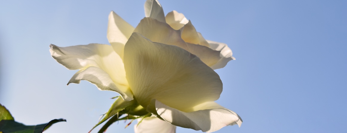 A white rose