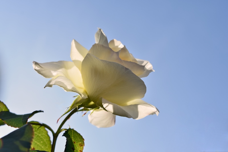 A white rose