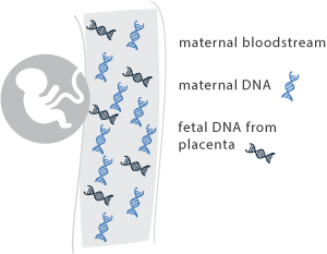 Baby diagram percept™ prenatal test